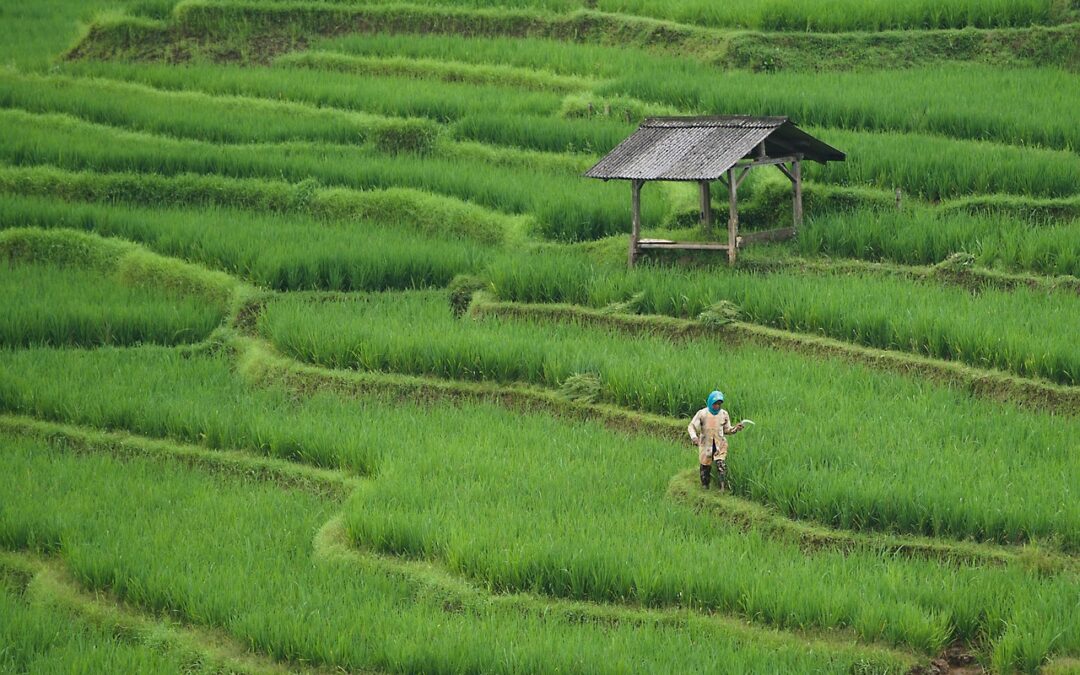Peran Program Bantuan Sosial dalam Mengurangi Kemiskinan di Desa Galur
