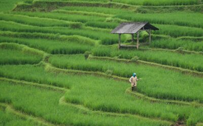 Peran Program Bantuan Sosial dalam Mengurangi Kemiskinan di Desa Galur